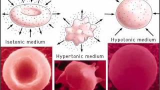 Cells Part 2 amp Passive transport [upl. by Noirda]