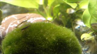 Asellus aquaticus waterlouse aquatic sowbug graze on Moss Ball  Wasserasseln auf Futtersuche [upl. by Brigette]