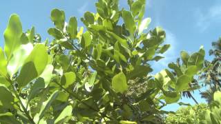 Takamaka Tree calophylum inophyllum [upl. by Asreht]