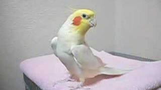 The cockatiel sings the theme of Zeldas legend [upl. by Inad]