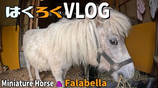 Miniature Horseミニチュアホース子飼い日記 Vol231【はくろくVLOG】 [upl. by Isoj]