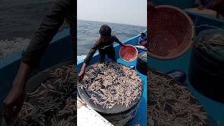 Expensive Fresh Dry Anchovy Fish Making Process fishing fishingvideos seafishing [upl. by Anazraf]