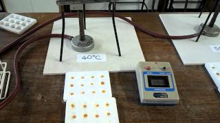 Effect of temperature on digestion of starch by amylase [upl. by Dry]