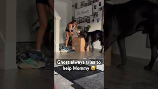 Cane Corso Wants To Help Mommy 🥹 canecorso texas bigdog bigdog familydog [upl. by Gnoy740]