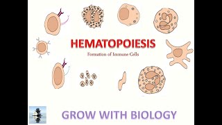 HEMATOPOIESIS LECTURE 1 IMMUNOLOGY [upl. by Atsyrt896]