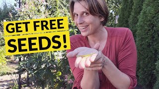 How to Harvest Cleome Seeds  Collect Spider Flower Seeds [upl. by Sidnarb]