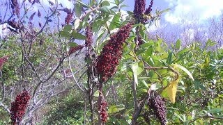 How to Make Sumac Lemonade A Survival Source of Vitamin C [upl. by Violante]