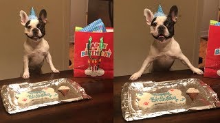 French Bulldog Smiling through Happy Birthday Song FUNNY [upl. by Tsan]