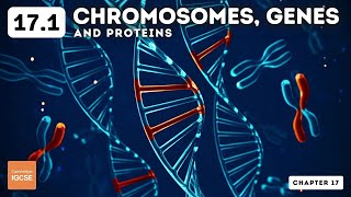 IGCSE Biology  Chromosomes genes and proteins 171 [upl. by Temme]