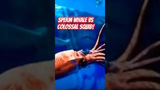 Sperm Whale 🐋 VS Colossal Squid 🦑 whale squid seacreatures [upl. by Berman]