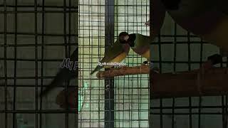 S145Goudian Finches Breeding Pairs210924viralshort birdsofkerala viralvideo aviarykerala [upl. by Imotas]