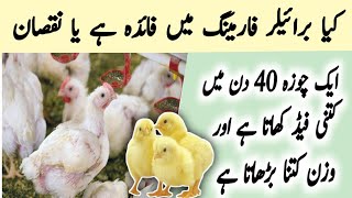 Broiler Feed Calculation  Feed of Broiler in 40 Days  Feeding Schedule of Broilers chicks [upl. by Shiroma]