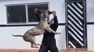 American bully Attacking [upl. by Carn]