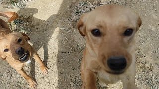 Rescued dogs Move Enclosure [upl. by Ennovahs]