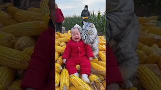 The cute baby’s parents and grandparents were busy collecting corn cobs and had no time to take ca [upl. by Verada]