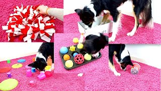 10 DIY Beschäftigungsideen für Hunde [upl. by Wieren]