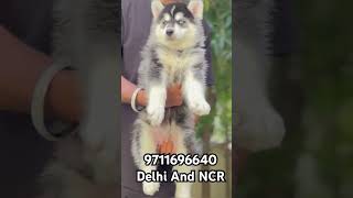 Siberian Husky Puppies Available in Delhi huskypuppy siberianhusky [upl. by Strohl]