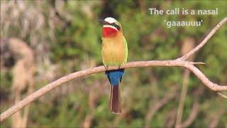 Whitefronted Beeeater calling [upl. by Ahsiner]