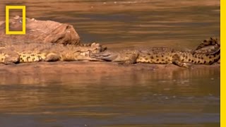 ManEating Croc  National Geographic [upl. by Arracat106]