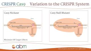 CRISPR Cas9  A Brief Introduction [upl. by Ammamaria706]