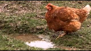 The Private Life of Chickens [upl. by Lessig]