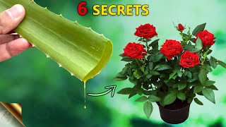 REVEALING 6 SECRETS OF ALOE VERA FOR YOUR GARDEN  USES OF ALOE VERA IN GARDENING [upl. by Ahsiaa479]