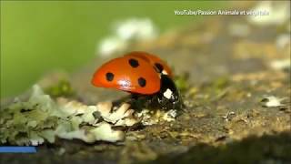 Les coccinelles envahissent nos maisons Comment sen débarrasser [upl. by Rivkah]