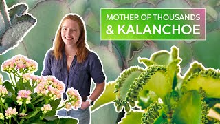 Most Prolific Succulent Ever Kalanchoe Care Guide [upl. by Jenesia808]