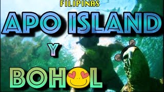 NADANDO CON TORTUGAS EN APO ISLAND Y CONOCIENDO TARSIOS EN BOHOL FILIPINAS VISAYAS [upl. by Ayidah]