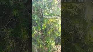 Callistemon Speciosus   krishnachura lovely plantlover greenmission [upl. by Ytte491]