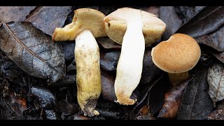 Aureoboletus moravicus  Xerocomus moravicus  Tawny bolete  Xerocomus leonis [upl. by Entirb]