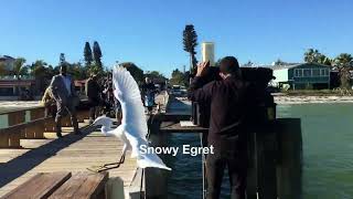 Snowy Egret  Egretta thula [upl. by Okajima]