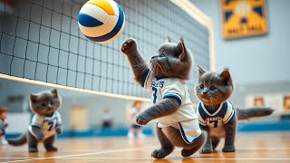 HILARIOUS CAT VIDEOS BRITISH SHORTHAIR KITTENS PLAYING VOLLEYBALL🔥 [upl. by Fidelis307]