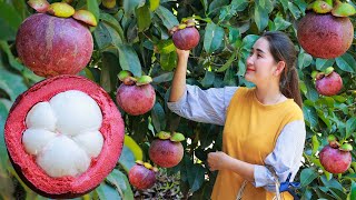 Early season of mangosteen  Juice purple mangosteen collect  eat  Harvest fruit in my homeland [upl. by Anaoy]