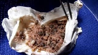 Skeleton Tarantula Ephebopus Murinus Egg Sac Removal with the Deadly Tarantula Girl [upl. by Milinda]