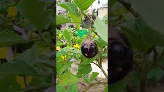 What We Have Used To Grow Healthy Brinjal At Home Terrace Garden [upl. by Apgar749]