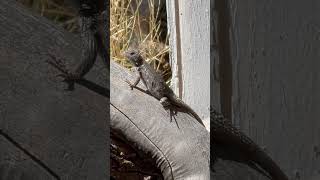 Sceloporus genus of reptiles Lizards reptileshow ReptileShorts LizardShorts [upl. by Kciredes]