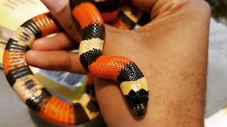 Pueblan milk snake update [upl. by Latonia]