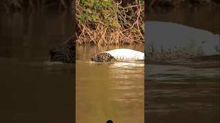 Jaguar vs Crocodile 🔥🔥wildlife shortsfeed shortvideo shortsvideo viralvideo [upl. by Valdemar]