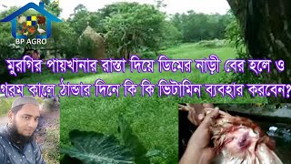 মুরগির পায়খানার রাস্তা দিয়ে ডিমের নাড়ী বের হলে ও গরম কালে ঠান্ডার দিনে কি কি ভিটামিন ব্যবহার করবেন [upl. by Gnoht]