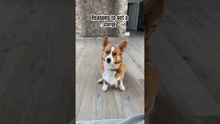 Reasons to get a corgi🥰✨🧡corgicorgiglitterfurfypdogcutefunnysubscribe [upl. by Aynatal80]