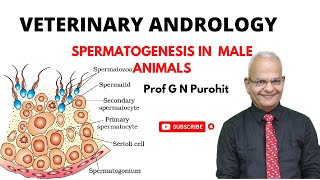 Spermatogenesis in male animals I Veterinary Andrology I VGO Unit 3 I GNP Sir [upl. by Samala]