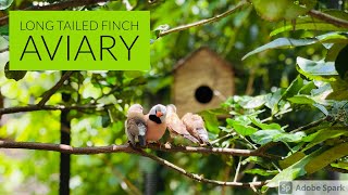 Home Aviary Update I Long tailed finch Breeding I Birds I Nature Crafts [upl. by Aizitel]