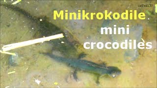 Minikrokodile  mini crocodiles Newts  Molche [upl. by Atelra]