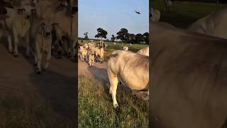 SO MANY BRAHMAN COLLECTION 2025  BRAHMAN CATTLE FARM  S4SIDDIQUE shorts ytshorts viral short [upl. by Agustin121]