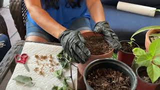 How to grow daturas from seeds or cuttings [upl. by Atterol]