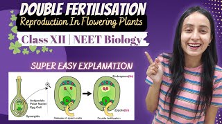 Double Fertilisation  Sexual Reproduction in Plants  Class 12  NEET Biology [upl. by Saretta]