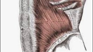 Fascia Anatomy medicalstudent anatomy [upl. by Leunamnauj]