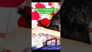 Bedtime with my cute cozy crew 🐾 😻🐈 cat meows cuteanimals kitten sunshine [upl. by Malita]