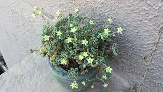 GRAPTOPETALUM MENDOZAE BLOOMS [upl. by Jenette]